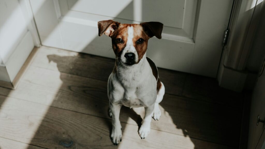 The Best Flooring Choices for Pet Owners in Santa Monica Homes